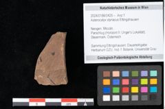 Foto (Objekt + Etikett) von Asterocalyx styriacus Ettingshausen (NHMW-GEO-2024-0188-0425)